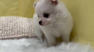 ハーフ犬の動画01