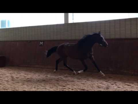 2 jähriger Wallach von Herakles x Fairbanks