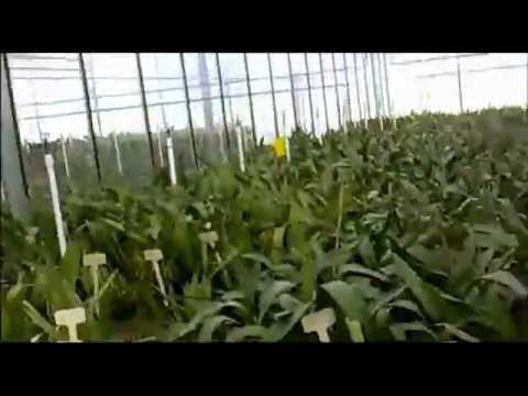 comment traiter les cochenilles sur les orchidées