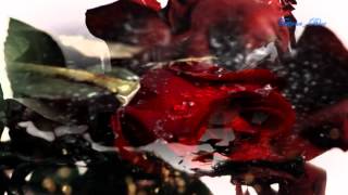 Nana Mouskouri - The Rose (subtitrare romana)