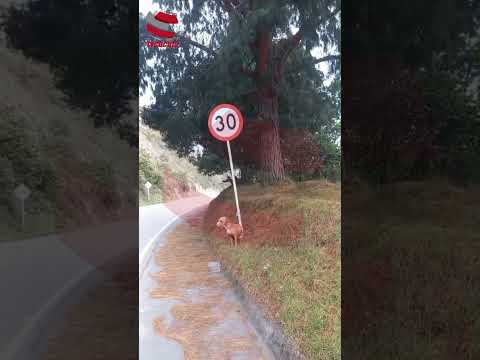 #indignación Abandono de animales en zona rural de Norte de Santander