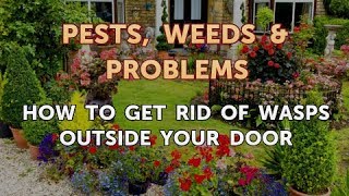 How to Get Rid of Wasps Outside Your Door