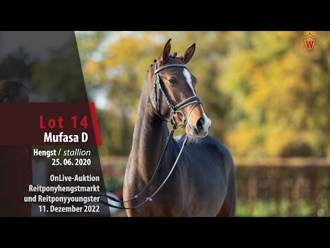 OnLive-Auktion 11. Dezember 2022 Lot 14 Mufasa D Hengst v. Mc Fly High D - Aester El Nino