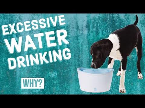 YouTube video about: How often should you change your dog's water?