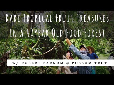 40 Year Old Food Forest: Gummy Bear Fruit, Bilimbi, Mountain Soursop + (Part 1 of 2)