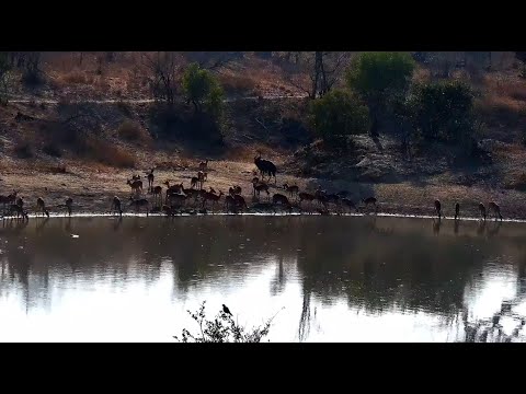 Nyala Bull and Large Impala Herd drinking at dawn at Djuma Cam 9/8/25