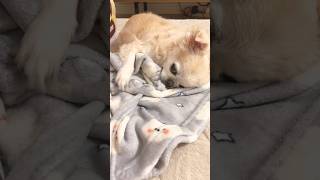かみかみかみかみかみ #shorts # #family #tiktokviral