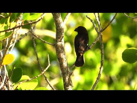 Zobanka hrubozobá (Amblyospiza albifrons) — spev a hlas v prírode
