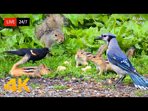 🔴 24/7 LIVE: Cat TV for Cats to Watch 😺 Playful Chipmunks Squirrels and Birds 4K Cat Games