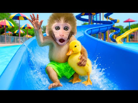 Affe BonBon rutscht auf der Riesenschlange und kümmert sich um die Entenküken  - HT Tierwelt