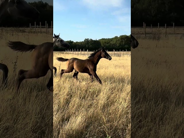 Super poulain de dressage par  SKY FRH