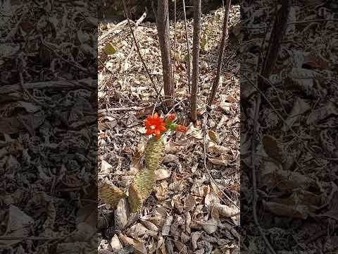 Caatinga na Comunidade Quinquê, em São Vicente, cidade da microrregião da Serra de Santana