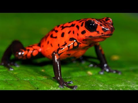 ブラジルで最も有毒な昆虫