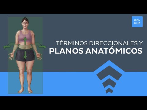 Posición anatómica, términos direccionales y planos anatómicos - Anatomía Humana | Kenhub