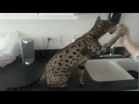 F2 Nailah does more tricks