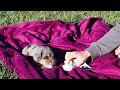 Mini Bernedoodle dogs for sale: Tilly - Video 2