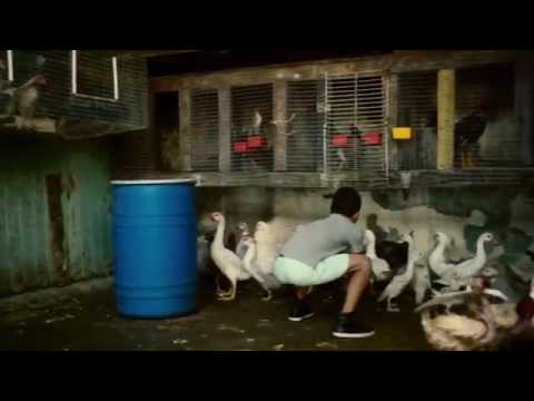 despacito din petelea