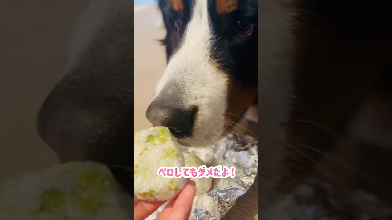 一瞬で完食‼️おにぎり屋さんのおにぎり🍙を食べるバーニーズ🐾