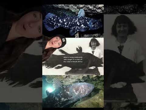 the “living fossil”