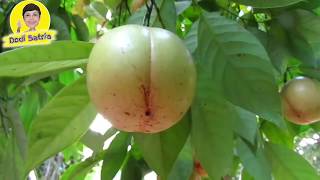 Download lagu Masya Allah !! Buah Ini Ampuh Usir Nyeri Sendi Lutut Permanen mp3