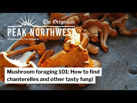 Chanterelle mushroom foraging for beginners: Peak Northwest podcast