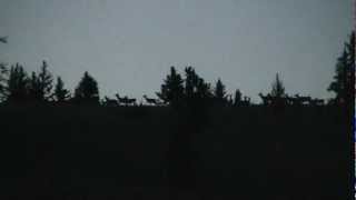 preview picture of video 'Valle Vidal - Elk Silhouettes at Dusk'