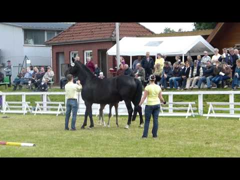 Diarado-Rapphengstfohlen aus einer Graf Grannus-Mutter, Fohlenschau 2012