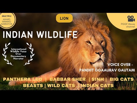 Pandit Gaurav Gautam Hindi Voice Over and Anchoring both Together - Lion