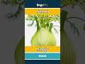 fennel - hinojo video thumbnail