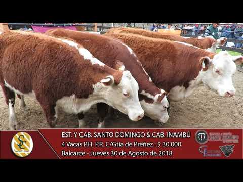 30-08-18 Venta de Vientres Angus y P.H PP, P.C. y P.R. - E. y C. S. Domingo & C. Inambú - Balcarce