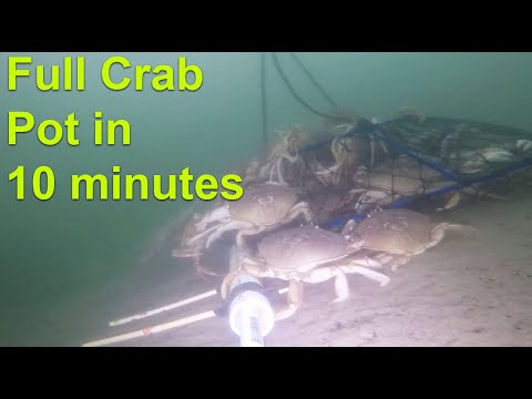 Full Crab Pot in 10 Minutes