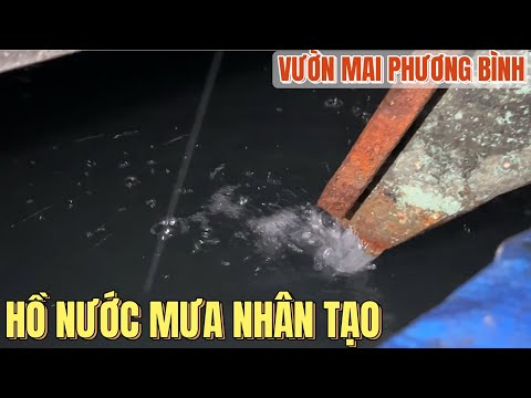 1/7🌼 Xem hệ thống hồ lấy nước mưa và tình hình cây mai sau 3 đợt mưa bão lớn ở vườn mai Phương Bình