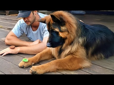 You Will Die Laughing At These GERMAN SHEPHERDS Dogs 🤣 Funny Animals Video