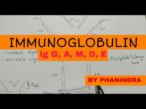 Hypersensitivity Type 1 and Type 2