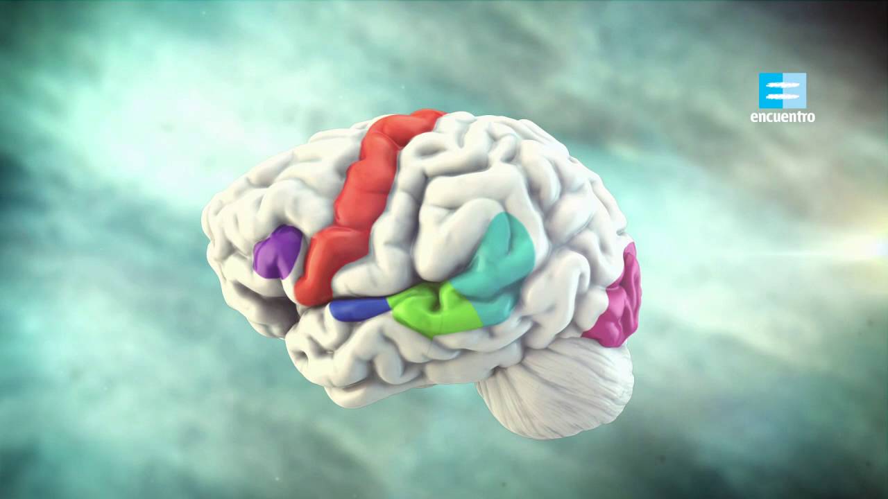 Cerebro y lenguaje
