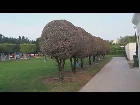 Visit to Shamal Beach | Al Ruwais Corniche | North Beach | Beautiful Destination in North of Qatar