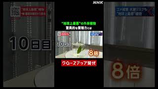 "地球上最悪"の外来植物 ナガエツルノゲイトウの繁殖力【クロ現】| NHK | #shorts