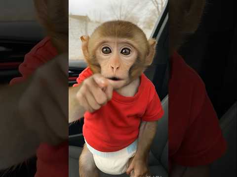 baby monkey in the car 🚗So cute ❤️👶🏻🍧🍒👧🏻🍭🧑🏻💕🤣 #funny