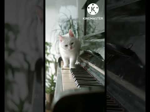 Cute Cat walking on the piano || Dharamgun