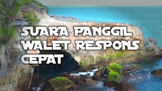 Download lagu Viral! Suara Panggil Walet Respons Cepat mp3