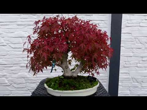 Autumn tour of the bonsai garden at Black Label Bonsai