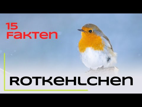 Das Rotkehlchen - 15 spannende Fakten