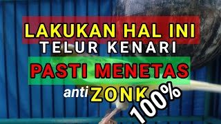 Download lagu Kenapa telur kenari ZONK??? ini penyebab dan solusinya mp3 Download lagu Kenapa telur kenari ZONK??? ini penyebab dan solusinya mp3