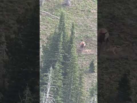 A cow elk in Montana pummels a mountain lion that is killing her calf. The lion kept its prize.