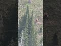 A cow elk in Montana pummels a mountain lion that is killing her calf. The lion kept its prize.