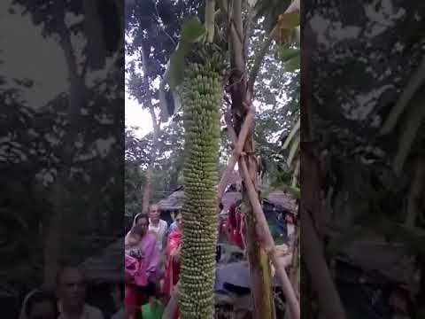 Maajabu ya mkungu wa ndizi