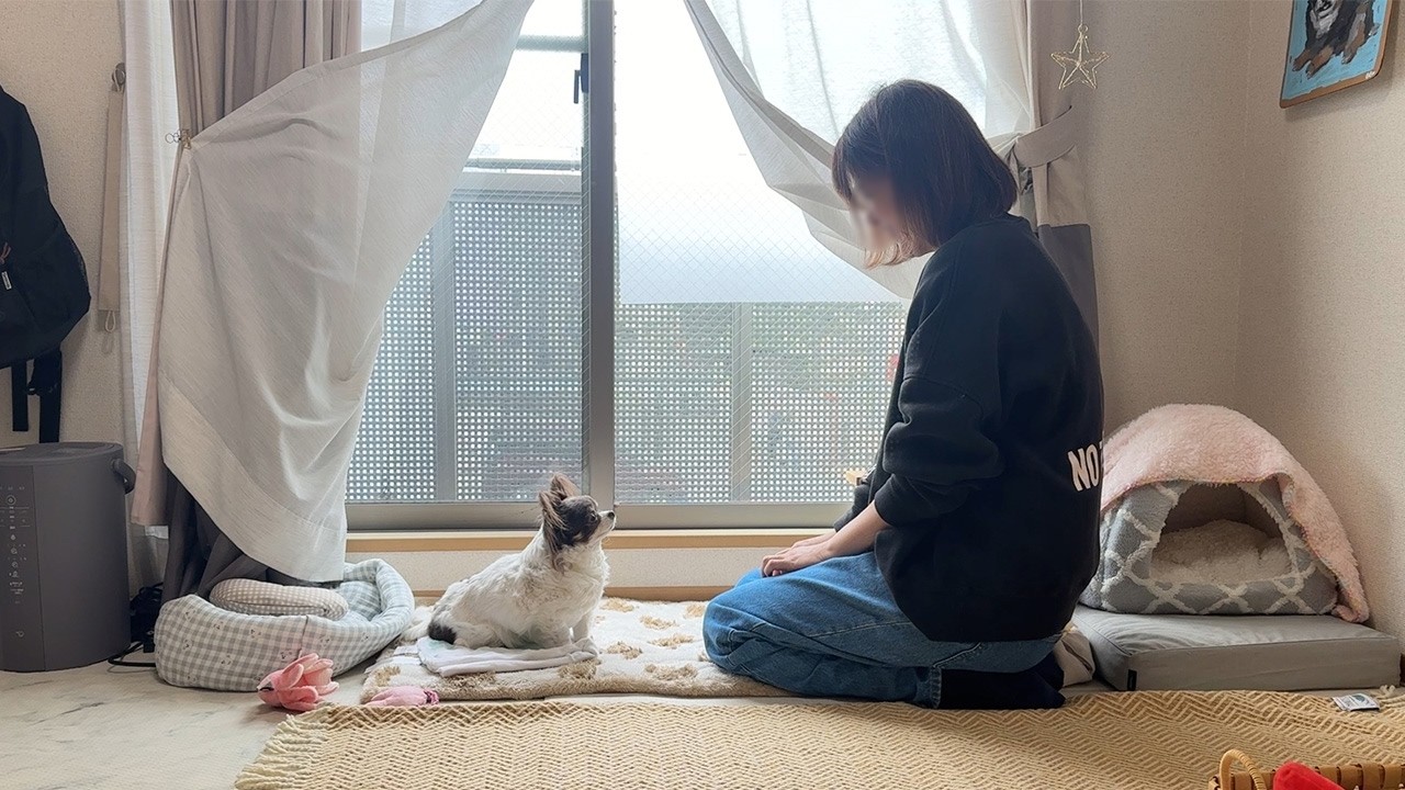 お散歩が苦手な愛犬と先代犬を思いながら眺める桜。お出かけした週末｜在宅ワーク｜1人暮らし｜ワンルーム