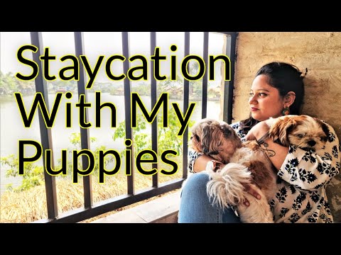 Amazing pet friendly stay | Kolkata's pet friendly Resort | Staycation with my Puppies Video