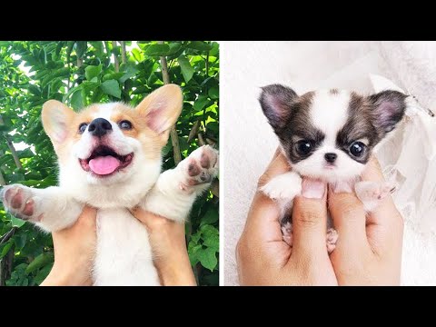 Cute baby animals Videos Compilation cutest moment of the animals - Cutest Puppies #5