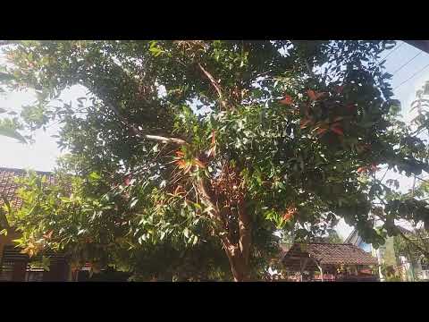 sekolah sepi ditinggalkan murid